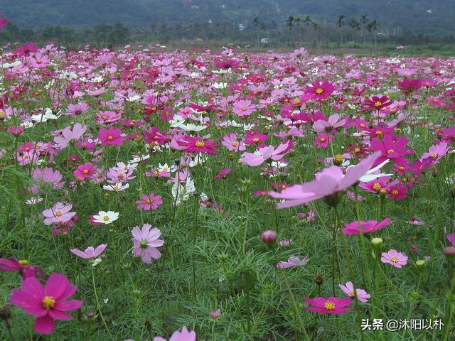 头条问答 格桑花怎么种植和养护 41个回答