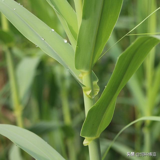 绿洲一号牧草养羊好吗？