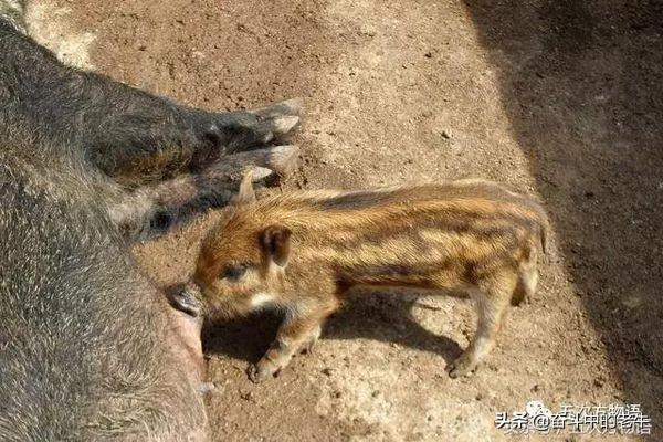 旱獭子肉价格:野猪肉和家猪肉哪个好吃？