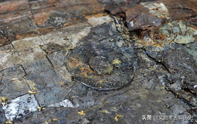 太阳鸟电影:又到一年拍鸟季，如何拍鸟？ 杨丽萍太阳鸟电影