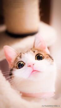 猫咪不乖by:喵星人可以讨厌主人到什么程度？