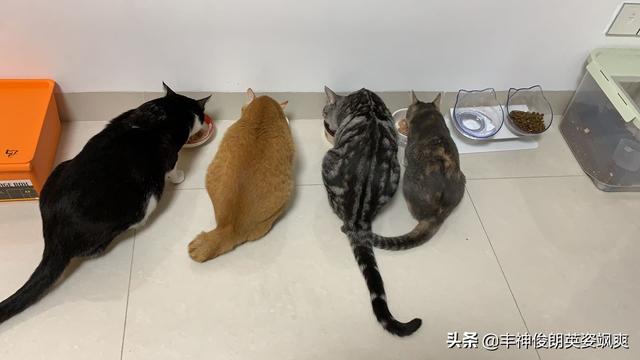 大单间房子怎么养猫:请问原住民猫咪和新租客应该如何安顿？