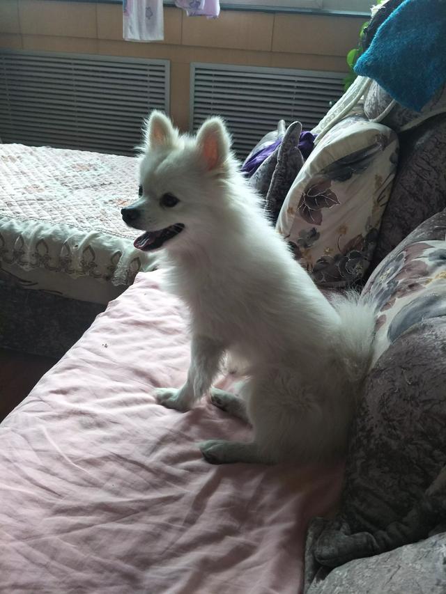 米格鲁犬遛弯能放狗绳吗:为什么有人提倡公共场合禁止遛狗？