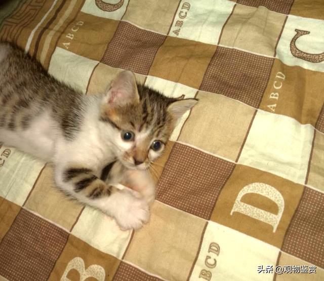 猫救小主人:在旅途中救了一只刚满月的小猫是就地送人还是自己带回家喂养？