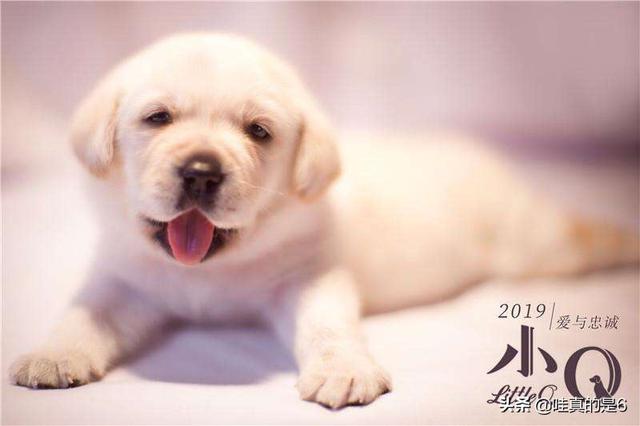 导肓犬小q在线观看:电影《小q》里导盲犬腿瘸是怎么拍的？