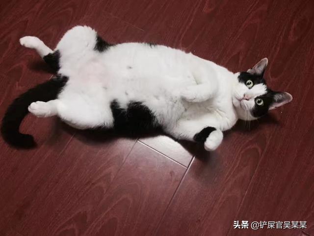 卫塔卡夫猫零食:有没有什么便宜些的猫零食？