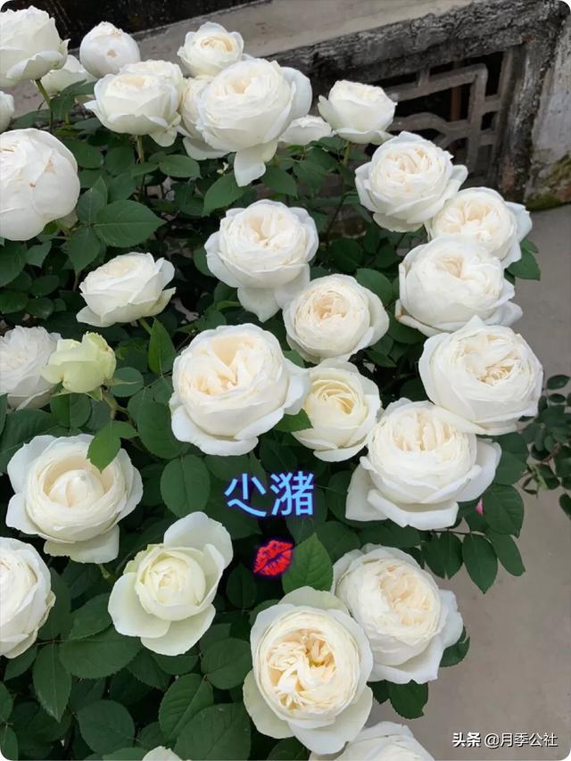 优秀月季花品种介绍百度网:突然发现周围好多的人种花，特别是月季花。能不能推荐好的品种？