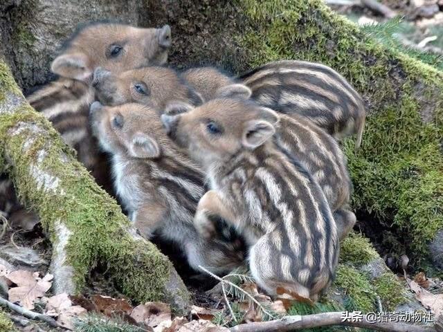 座狼幼崽:请问一下，母野猪如果被狼群咬死后，小野猪怎么存活下来？