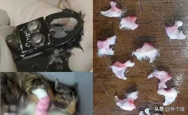 给狗割声带:铲屎官给猫咪除爪前，有考虑过除爪后的危害吗？