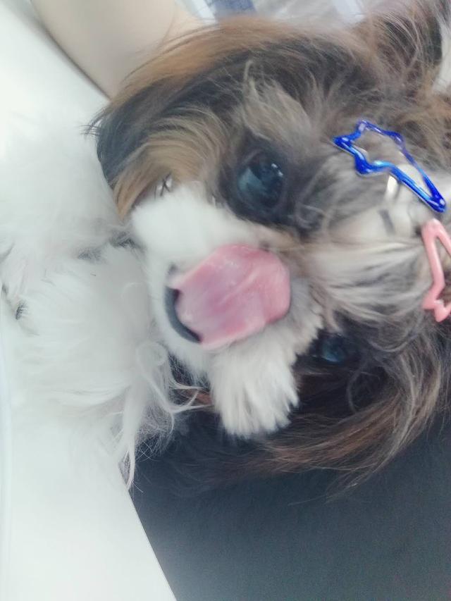 萌狗狗:养只西施犬怎么样？萌不萌？