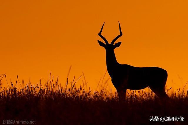 羊驼为什么吐口水:羊驼为什么吐口水图片 大多数动物都不会攻击人，是真的么？为什么？