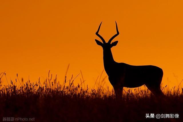 羊驼为什么吐口水:羊驼为什么吐口水很臭 大多数动物都不会攻击人，是真的么？为什么？