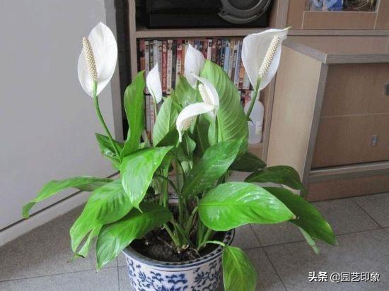 一帆风顺怎么养:水培一帆风顺怎么养才茂盛？