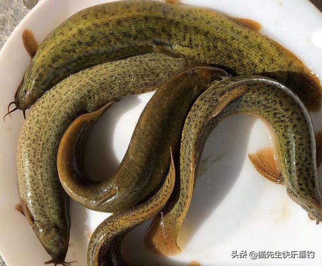 一度藏獒笼:藏獒在没有被炒作之前，是一种什么样的存在？为什么？