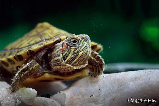 蜗牛和乌龟的饲养方法视频教程:蜗牛喂乌龟的正确方法 中华草龟怎么在池塘饲养？