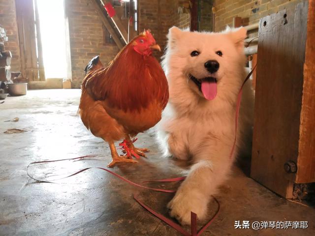 美版的狗狗向前冲:拉布拉多犬总是冲路上的小孩狂叫、往上扑怎么办？