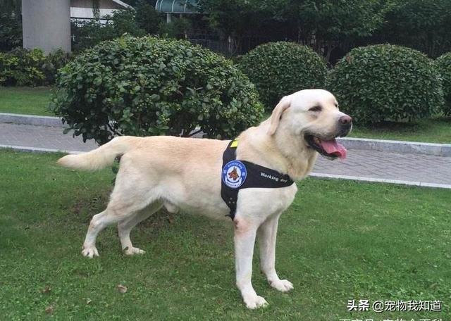 拉布拉多犬介绍图片:想养一条狗狗，边境牧羊犬和拉布拉多哪个好？ 拉布拉多犬图片价格表