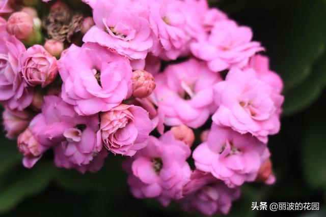 长寿花有毒吗:长寿花带着花苞，枝干断了插水里会出根吗？