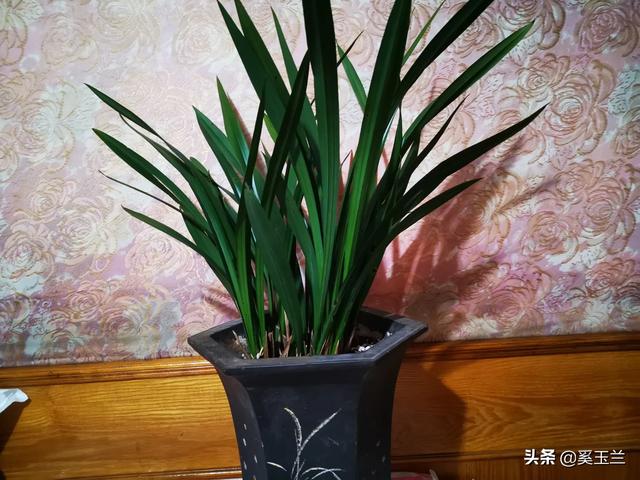 都来晒晒你家最好养的绿植吧？