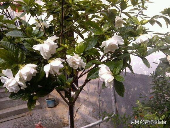 家里有个小院子想养花，对于男人来说养什么花好呢
