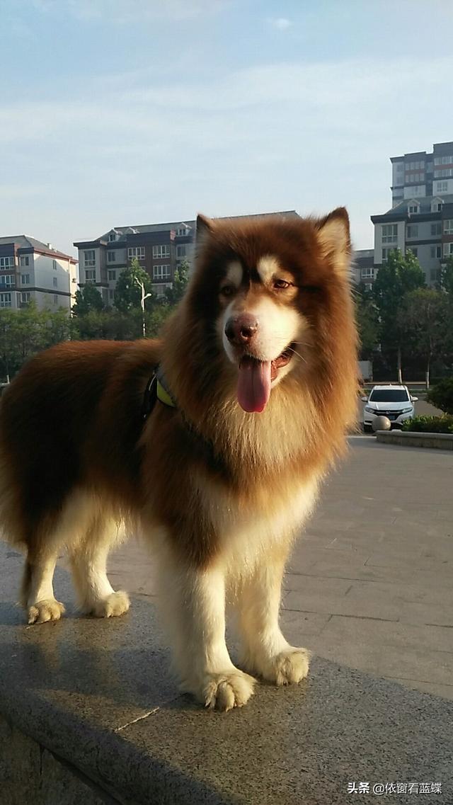 北京犬图片壁纸:有多少喜欢养狗的朋友们，发图片瞧瞧呗？