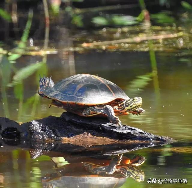 乌龟白眼病可以泡茶水吗:艾叶可以治好巴西龟的白眼病吗？