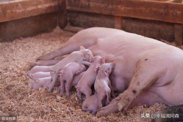 母猪第一胎有115天了,为什么还没下儿?_小强知识网