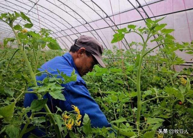 十字花科蔬菜软腐病:十字花科蔬菜软腐病的防治措施包括 大白菜一般会有哪些病虫危害，而软腐病又该如何防治？