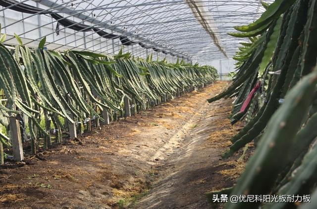 头条问答 什么叫地下大棚 起点农业的回答 0赞