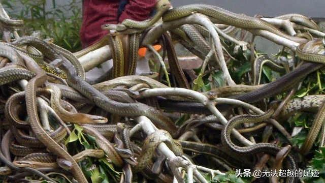 大连灵异事件是真的吗:大连蛇岛“恐怖”到什么程度？