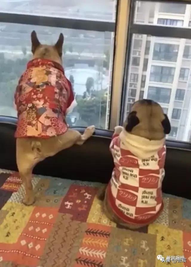 马耳他犬:哪些狗狗运动量小，平时遛弯比较好遛