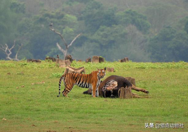 白肢野牛平均体重，一只雌性老虎都可以轻松猎杀的野牛为什么两头雄狮都难以搞定