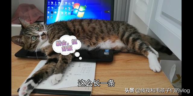 明堂养猫记第三集:面积小的房间适不适合养猫？猫真的很臭吗？