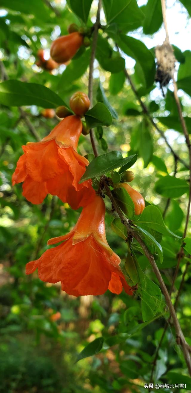 头条问答 - 代表着子孙满堂的石榴花,摄影爱好者要如何拍摄它?