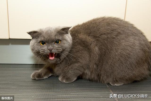 养猫注意事项:哪些养猫行为，其实是在让猫承受痛苦？ 养猫注意事项 寄生虫