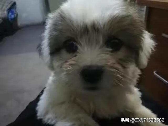 宠物可蒙犬糖糖:养狗人的心酸，你有过吗？