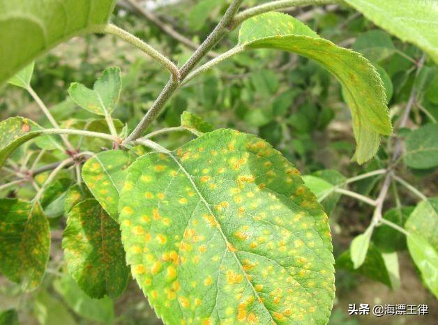 头条问答 - 苹果树黄锈病怎么治?(14个回答)