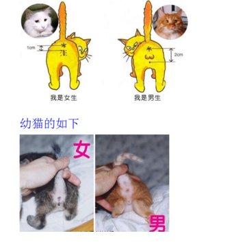 头条问答 猫咪怎么分公猫和母猫 姚远专号的回答 0赞