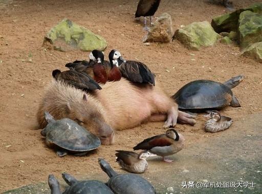 褴褛猫对动物友善程度:对同类最友善的动物是什么？