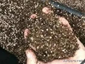 玉米地蚜虫怎么防治:玉米结果期有钻心虫怎么治？