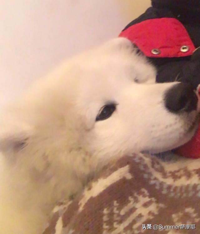 母狗女畜美女犬:饲养泰迪犬，为什么有些人不建议养母犬？
