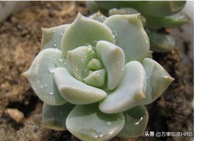 八种东西别放床头,什么植物晚上不能放卧室？绿萝可以放吗？