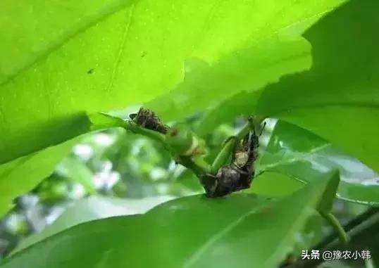 梨锈壁虱:柑橘三大食叶虫如何防治？