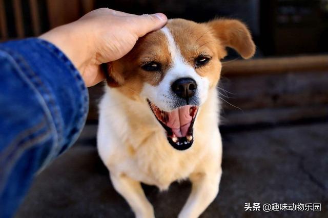 狗护食:狗护食怎么改正 两岁的狗狗护食护的厉害，应该怎样纠正？