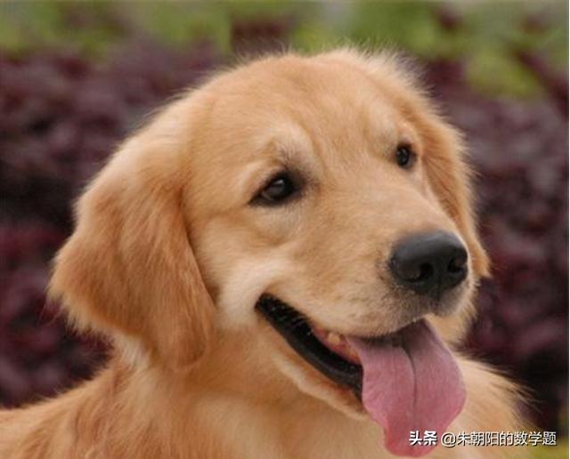 长沙金毛事件反思:金毛的30种行为解读是怎样的？分别表达的什么意思？