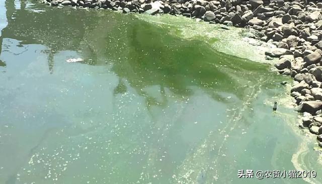 新鱼塘水浑浊怎么处理:新鱼塘水浑浊怎么办 刚挖的池塘在进行水产养殖前，如何消毒杀菌？