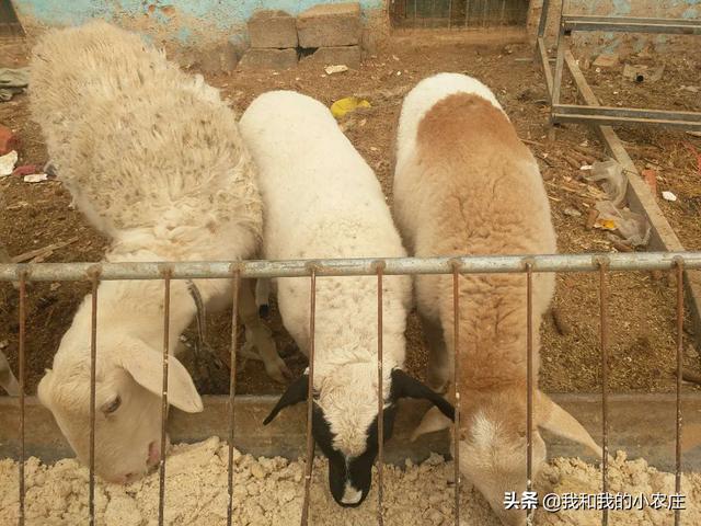 空怀山羊指什么:本人想养殖小尾寒羊繁殖母羊，有养的朋友们能给点建议吗？