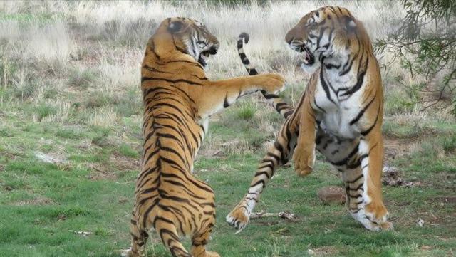 熊猫和饲养员吵架:成都熊猫基地饲养员“奶爸”粗暴对待大熊猫幼崽，这么做对吗