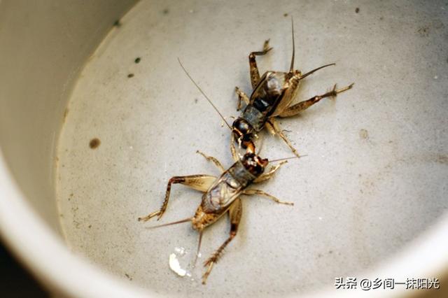 草蜢成员:beyond乐队和周杰伦谁的粉丝更多