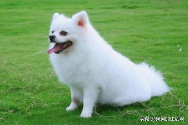 巨型博美犬怎么养:怎样训博美犬能让它更听话？